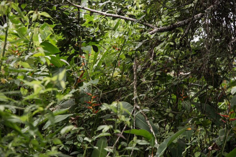 Giungla, Nicaragua - 