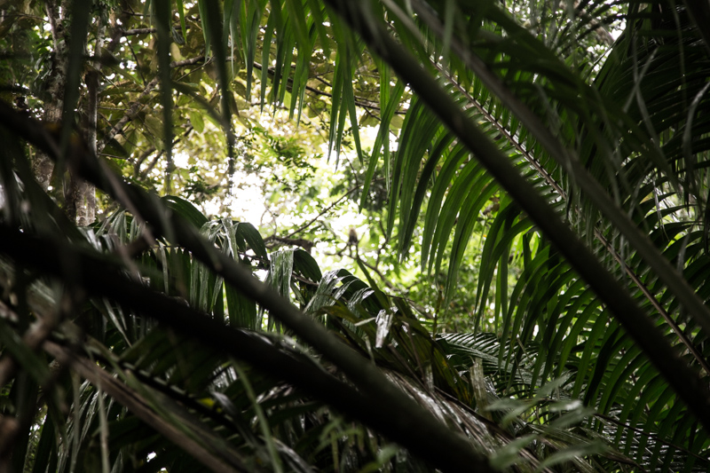 Giungla, Nicaragua - 