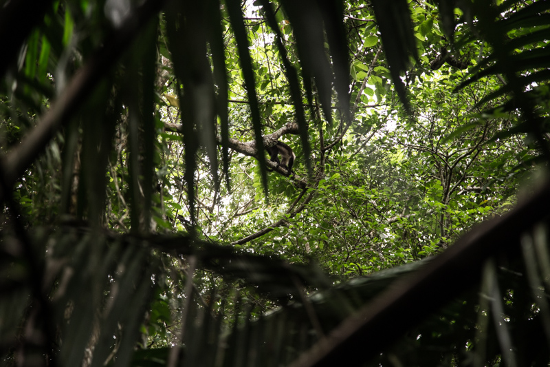 Giungla, Nicaragua - 