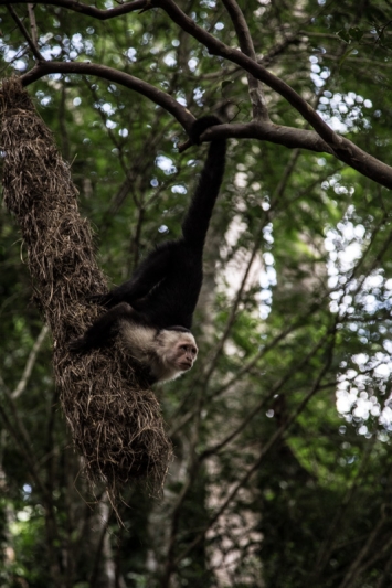 Wild Costa Rica - 