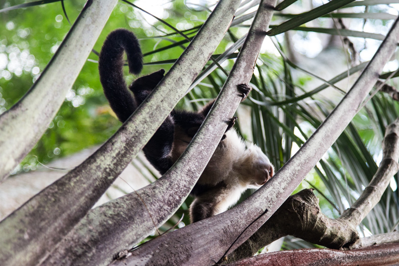 Wild Costa Rica - 