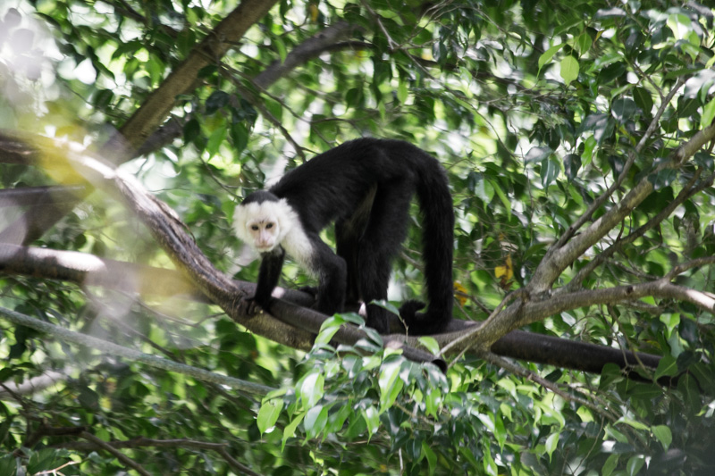 Wild Costa Rica - 